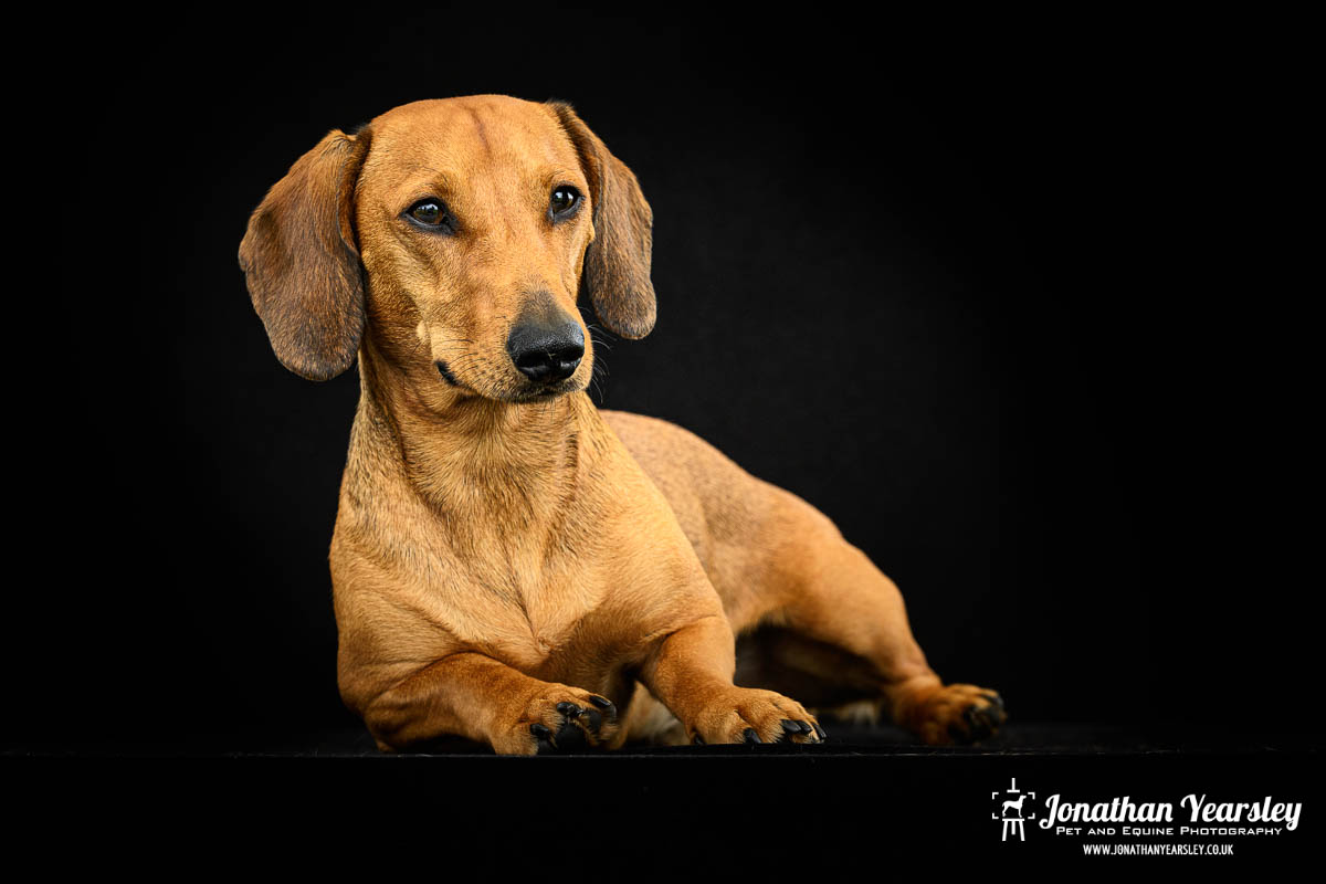 Jonathan Yearsley Chester Dachshund 56