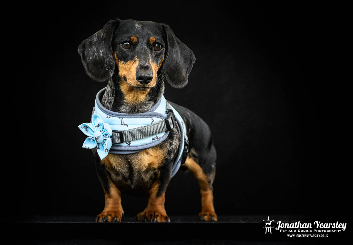 Jonathan Yearsley Chester Dachshund 57
