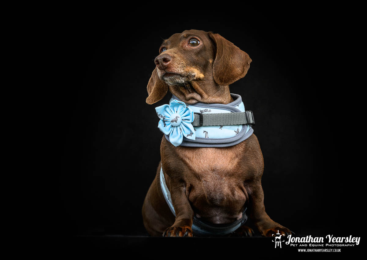 Jonathan Yearsley Chester Dachshund 58