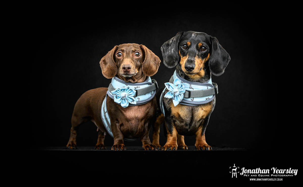 Jonathan Yearsley Chester Dachshund 59