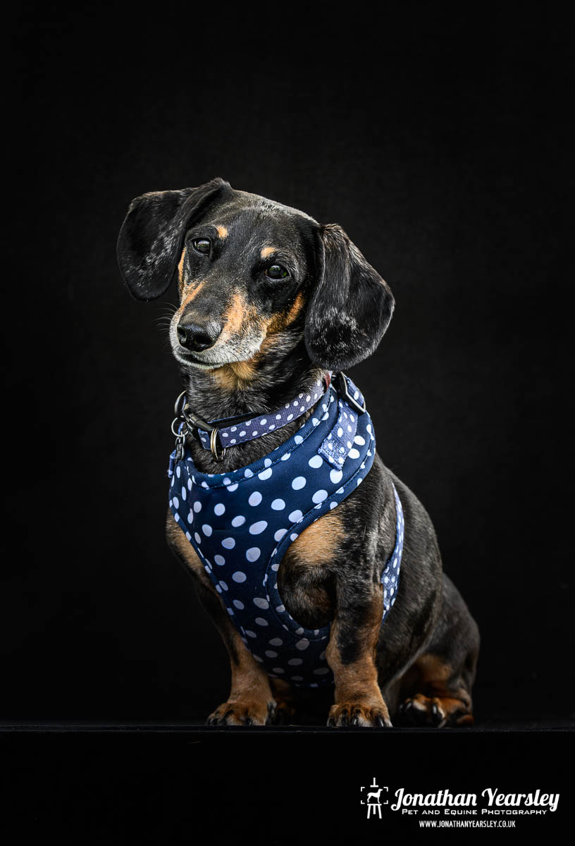 Jonathan Yearsley Chester Dachshund 6