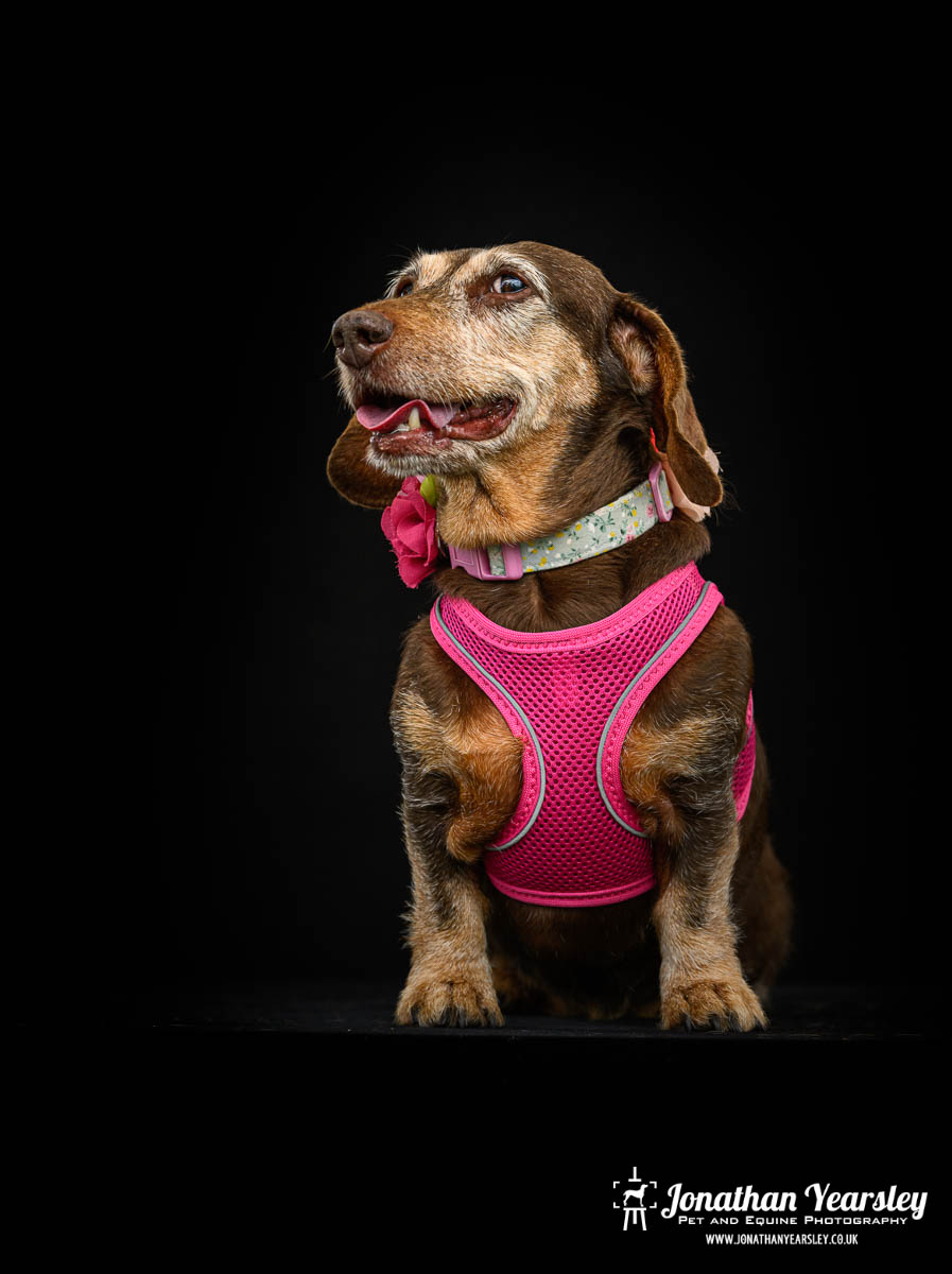 Jonathan Yearsley Chester Dachshund 60