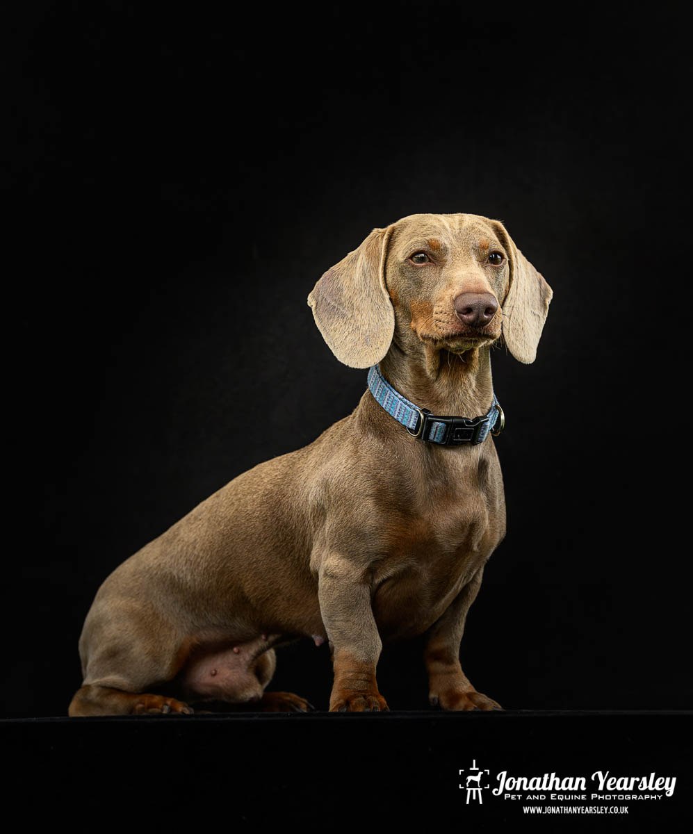 Jonathan Yearsley Chester Dachshund 61