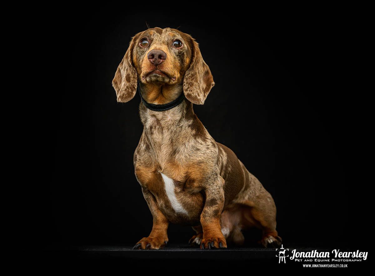 Jonathan Yearsley Chester Dachshund 62