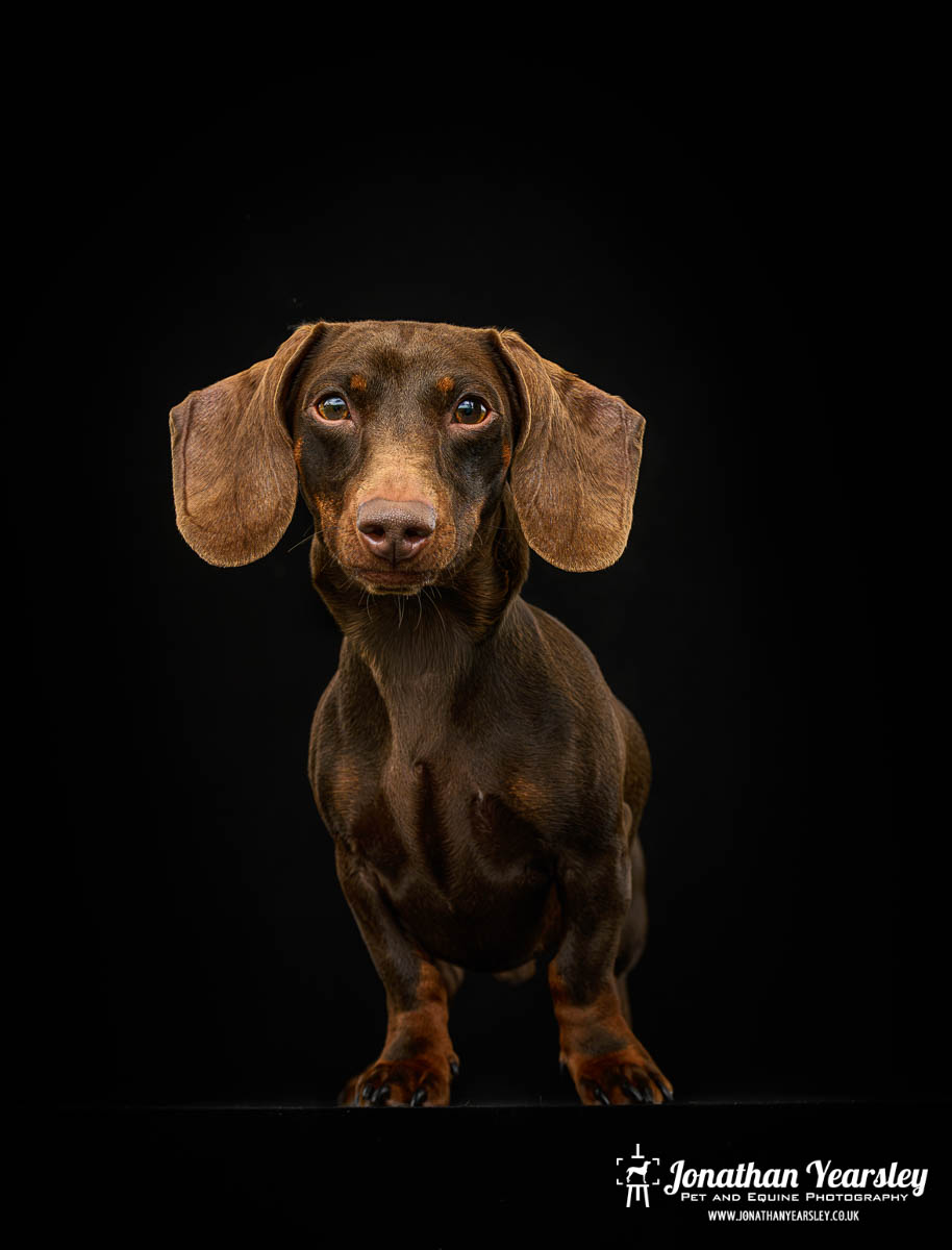 Jonathan Yearsley Chester Dachshund 63