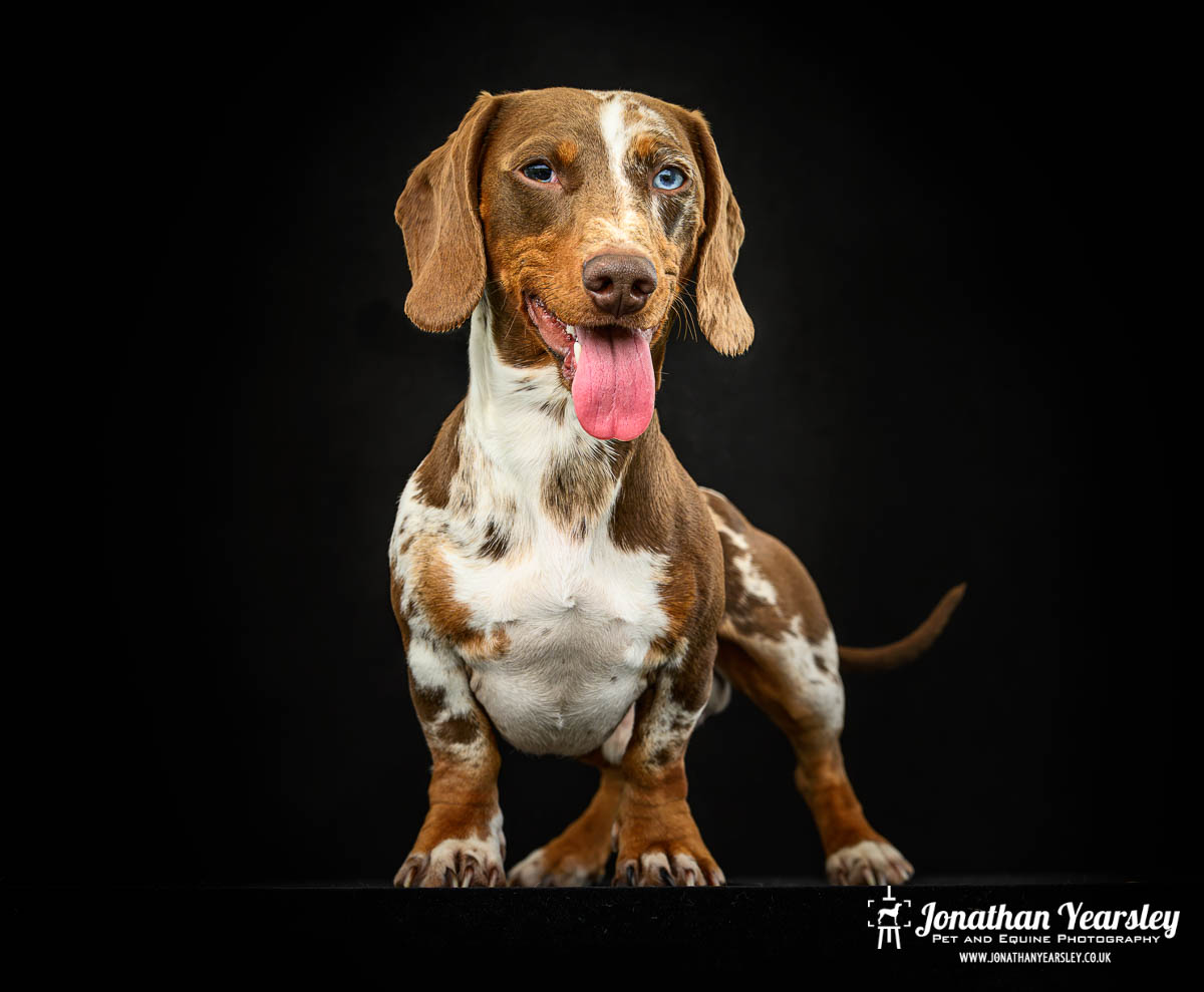 Jonathan Yearsley Chester Dachshund 64