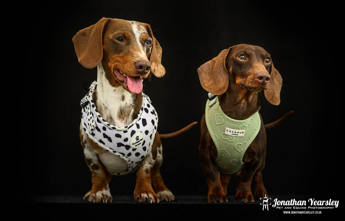 Jonathan Yearsley Chester Dachshund 65