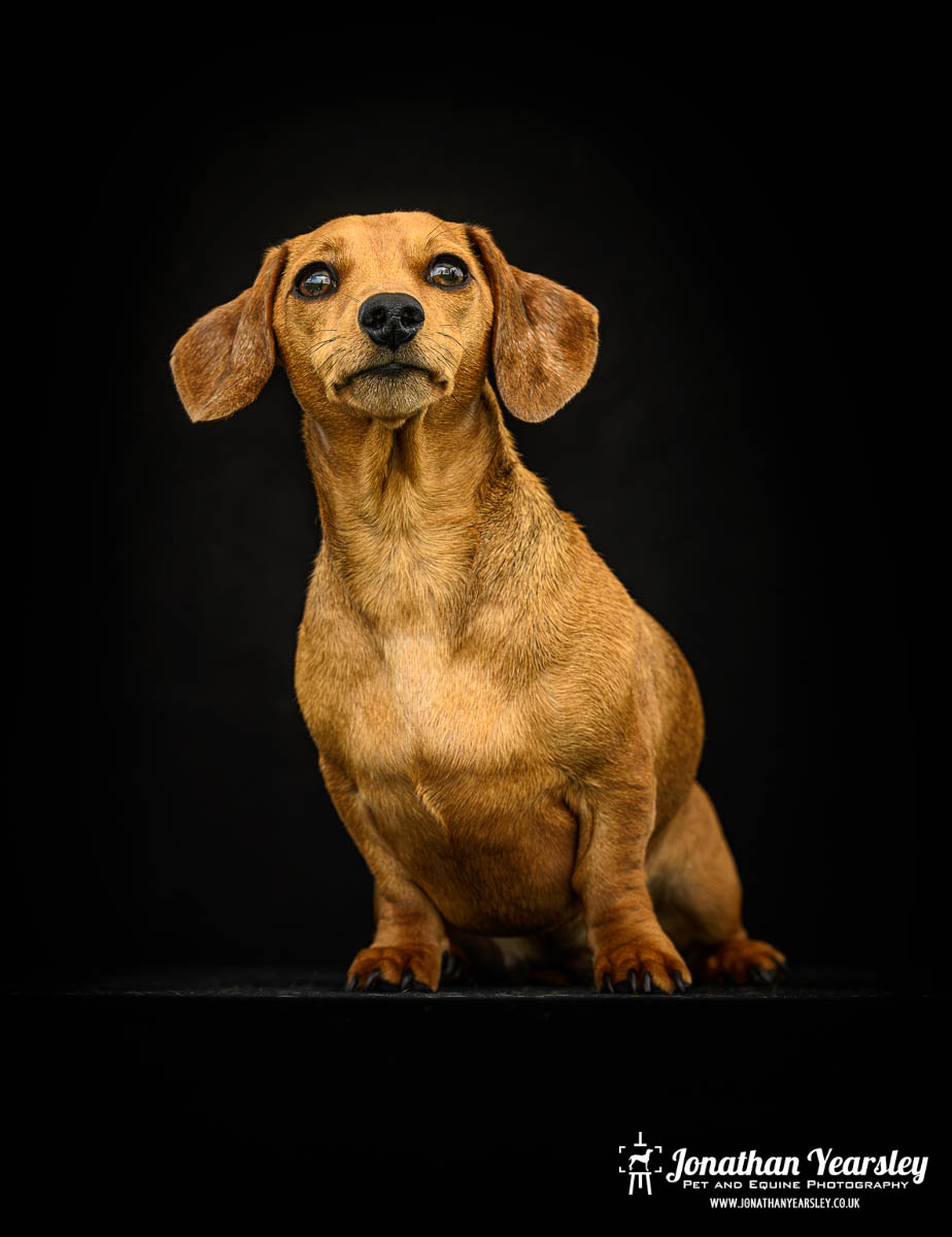 Jonathan Yearsley Chester Dachshund 66