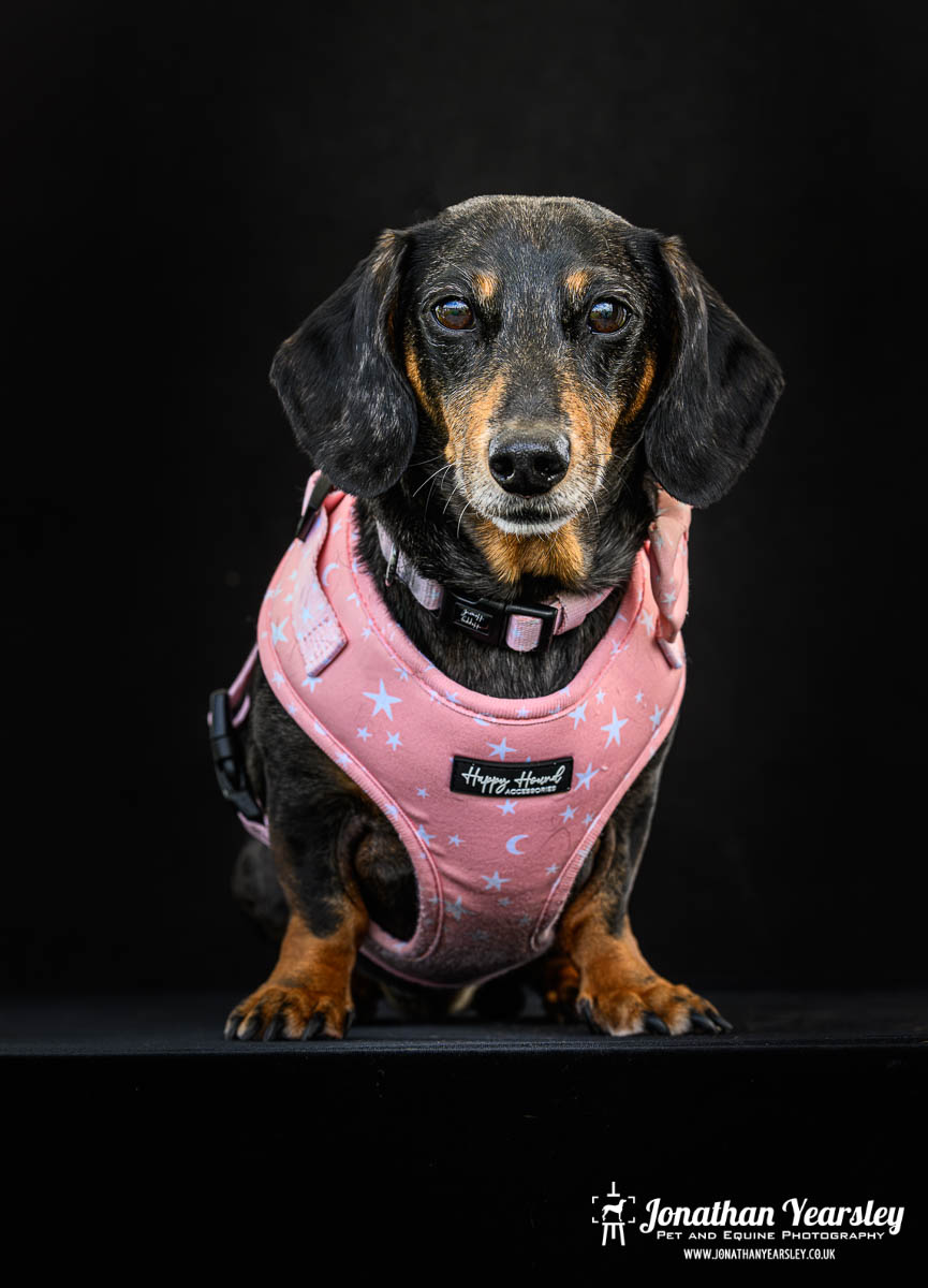 Jonathan Yearsley Chester Dachshund 7