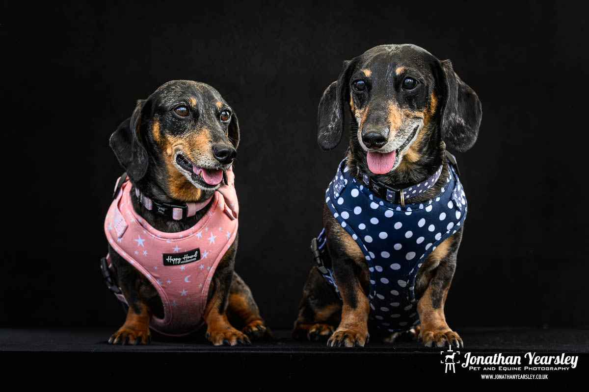 Jonathan Yearsley Chester Dachshund 8