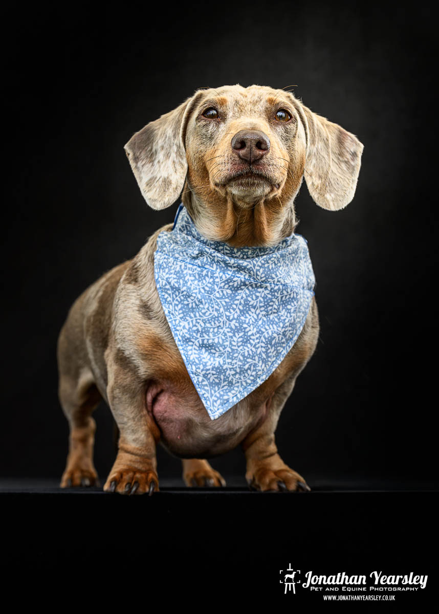 Jonathan Yearsley Chester Dachshund 9